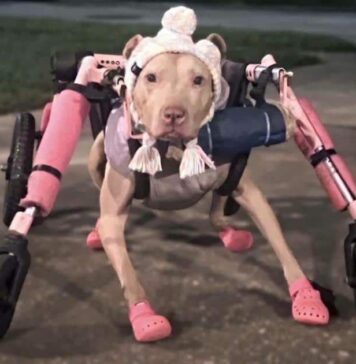 Someone Stole a Disabled Dog’s Wheelchair and Police Want Answers Someone Stole a Disabled Dog's Wheelchair and Police Want Answers