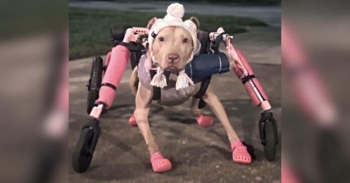 Someone Stole a Disabled Dog's Wheelchair and Police Want Answers