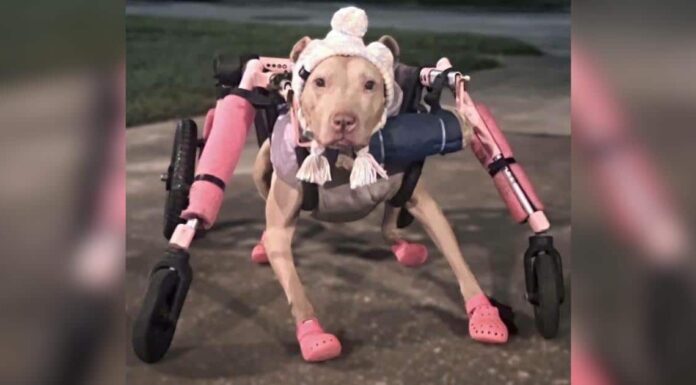 Someone Stole a Disabled Dog’s Wheelchair and Police Want Answers Someone Stole a Disabled Dog's Wheelchair and Police Want Answers