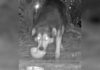 Stray Dog Outsmarts Every Trap for 71 Days, but His Rescuer Refuses to Give Up Stray Dog Outsmarts Every Trap for 71 Days, but His Rescuer Refuses to Give Up