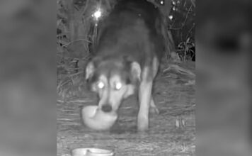 Stray Dog Outsmarts Every Trap for 71 Days, but His Rescuer Refuses to Give Up Stray Dog Outsmarts Every Trap for 71 Days, but His Rescuer Refuses to Give Up
