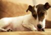 Temaril-P for Dogs with Allergies Temaril-P for Dogs with Allergies