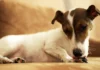 Temaril-P for Dogs with Allergies Temaril-P for Dogs with Allergies
