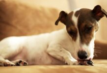 Temaril-P for Dogs with Allergies Temaril-P for Dogs with Allergies