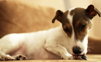 Temaril-P for Dogs with Allergies Temaril-P for Dogs with Allergies