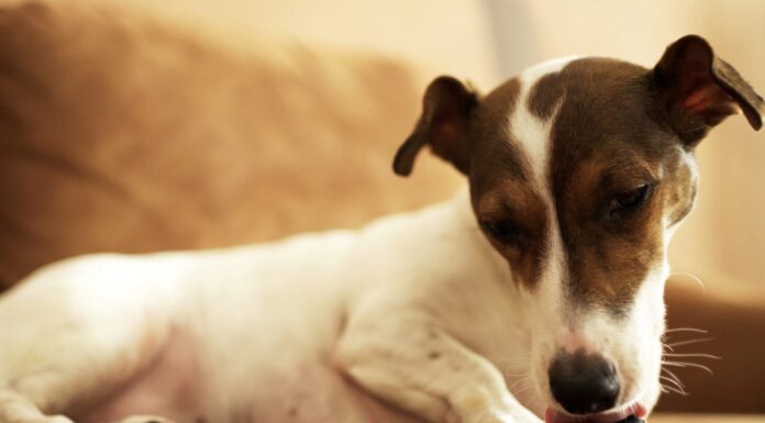 Temaril-P for Dogs with Allergies Temaril-P for Dogs with Allergies