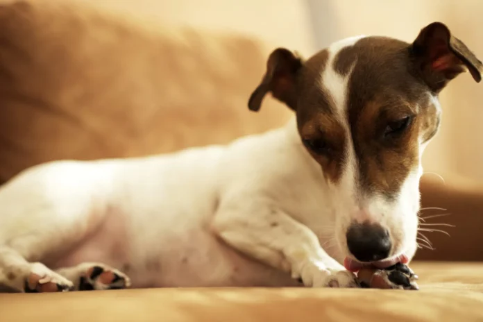 Temaril-P-for-Dogs-with-Allergies.webp Temaril-P for Dogs with Allergies