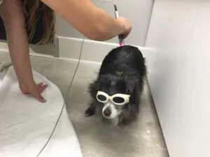 A Tibetan spaniel wearing a set of dog goggles.