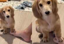 Tiny Dog Tries Everything to Win This Silly Game With Dad & Gets Confused by the End of It Tiny Dog Tries Everything to Win This Silly Game With Dad & Gets Confused by the End of It