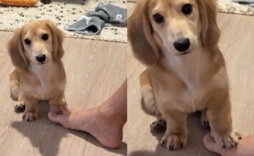 Tiny Dog Tries Everything to Win This Silly Game With Dad & Gets Confused by the End of It Tiny Dog Tries Everything to Win This Silly Game With Dad & Gets Confused by the End of It