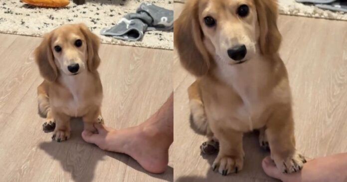 Tiny-Dog-Tries-Everything-to-Win-This-Silly-Game-With.jpg Tiny Dog Tries Everything to Win This Silly Game With Dad & Gets Confused by the End of It