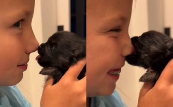 Tiny Newborn Puppy Has Little Girl Giggling With a Trick That’s Too Cute & Priceless Tiny Newborn Puppy Has Little Girl Giggling With a Trick That’s Too Cute & Priceless
