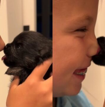 Tiny Newborn Puppy Has Little Girl Giggling With a Trick That’s Too Cute & Priceless Tiny Newborn Puppy Has Little Girl Giggling With a Trick That’s Too Cute & Priceless