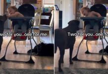 Toddler Always Saves a Bite for His Dog & It’s the Sweetest Routine Toddler Always Saves a Bite for His Dog & It's the Sweetest Routine