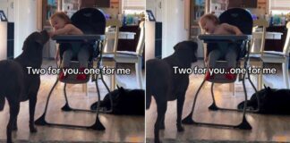 Toddler Always Saves a Bite for His Dog & It's the Sweetest Routine