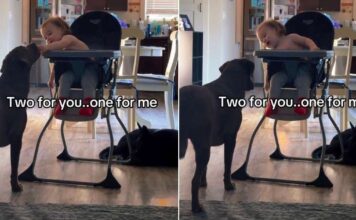 Toddler Always Saves a Bite for His Dog & It’s the Sweetest Routine Toddler Always Saves a Bite for His Dog & It's the Sweetest Routine