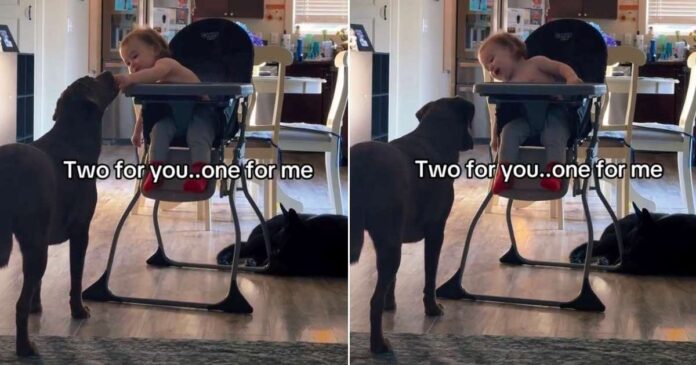 Toddler Always Saves a Bite for His Dog & It's the Sweetest Routine
