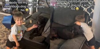 Toddler Finds a Best Friend in Neighbor’s Dog, Showering Him With Cuddles & Sweet Kisses