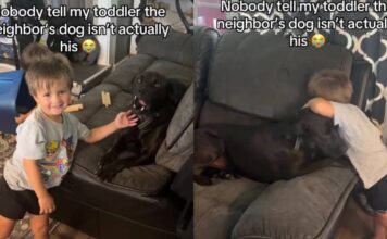 Toddler Finds a Best Friend in Neighbor’s Dog, Showering Him With Cuddles & Sweet Kisses Toddler Finds a Best Friend in Neighbor’s Dog, Showering Him With Cuddles & Sweet Kisses