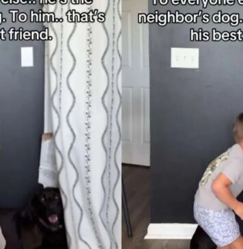 Toddler’s Bond With Neighbor’s Dog Is So Much More Than What the World Sees Toddler’s Bond With Neighbor’s Dog Is So Much More Than What the World Sees