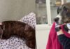 Tripod Shelter Dog Waited for a Second Chance & a Community Made Sure She Got One Tripod Shelter Dog Waited for a Second Chance & a Community Made Sure She Got One
