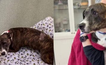 Tripod Shelter Dog Waited for a Second Chance & a Community Made Sure She Got One Tripod Shelter Dog Waited for a Second Chance & a Community Made Sure She Got One