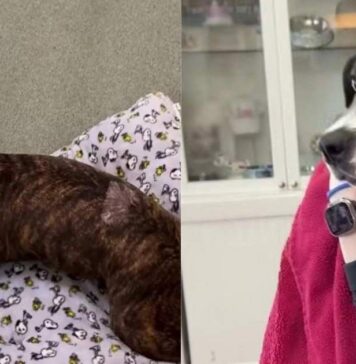 Tripod Shelter Dog Waited for a Second Chance & a Community Made Sure She Got One Tripod Shelter Dog Waited for a Second Chance & a Community Made Sure She Got One