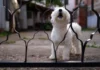 Understanding Territorial Dogs – Whole Dog Journal Understanding Territorial Dogs - Whole Dog Journal