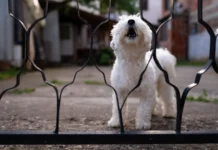Understanding Territorial Dogs – Whole Dog Journal Understanding Territorial Dogs - Whole Dog Journal