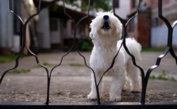 Understanding Territorial Dogs – Whole Dog Journal Understanding Territorial Dogs - Whole Dog Journal