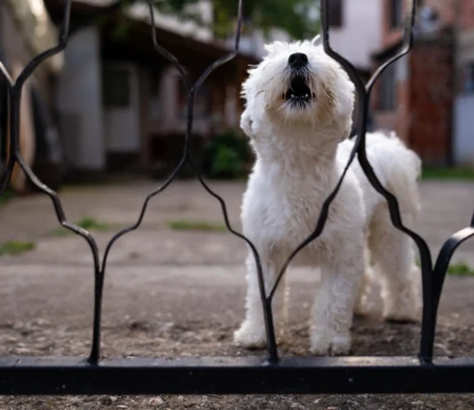 Understanding Territorial Dogs – Whole Dog Journal Understanding Territorial Dogs - Whole Dog Journal