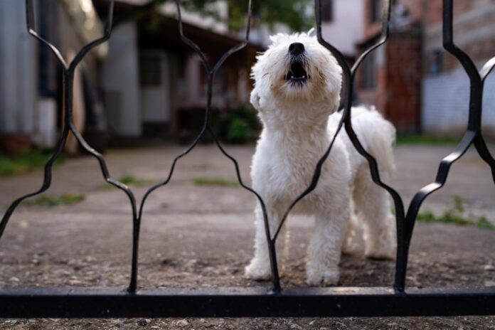 Understanding-Territorial-Dogs-Whole-Dog-Journal.jpg Understanding Territorial Dogs - Whole Dog Journal
