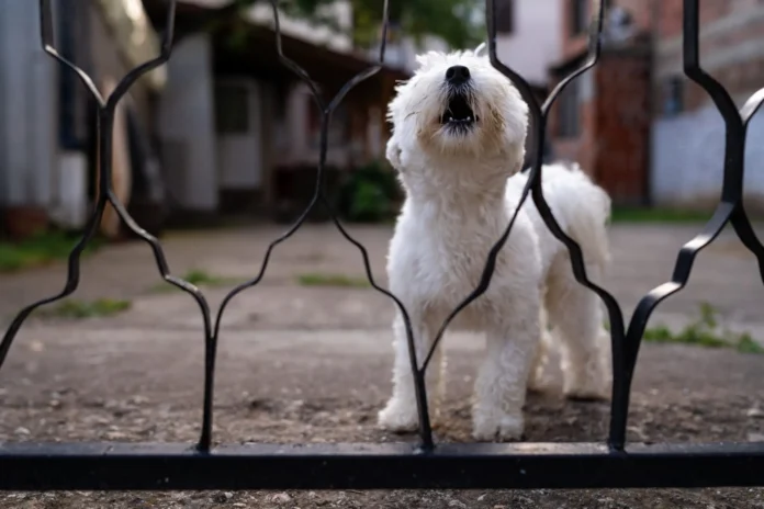 Understanding-Territorial-Dogs-Whole-Dog-Journal.webp Understanding Territorial Dogs - Whole Dog Journal