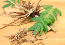 Valerian Root for Dogs – Whole Dog Journal Valerian Root for Dogs - Whole Dog Journal
