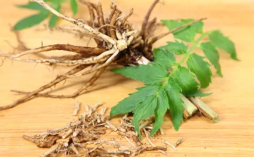 Valerian Root for Dogs – Whole Dog Journal Valerian Root for Dogs - Whole Dog Journal