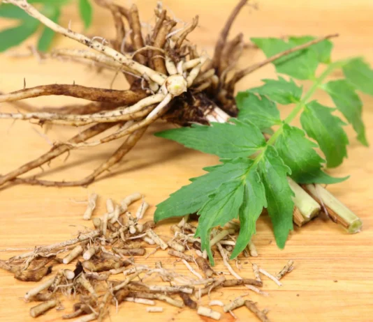 Valerian Root for Dogs – Whole Dog Journal Valerian Root for Dogs - Whole Dog Journal