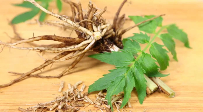 Valerian Root for Dogs – Whole Dog Journal Valerian Root for Dogs - Whole Dog Journal