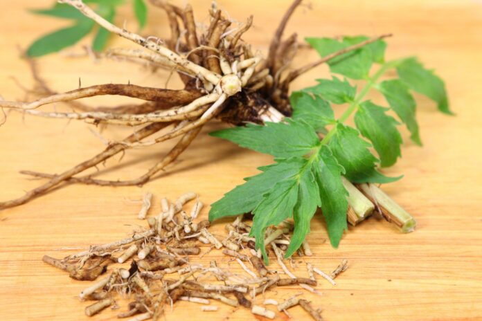 Valerian Root for Dogs - Whole Dog Journal