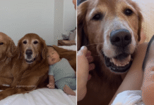 Watching Golden Retrievers Bond With Tiny Baby, Human Realizes Something Heartbreaking Watching Golden Retrievers Bond With Tiny Baby, Human Realizes Something Heartbreaking