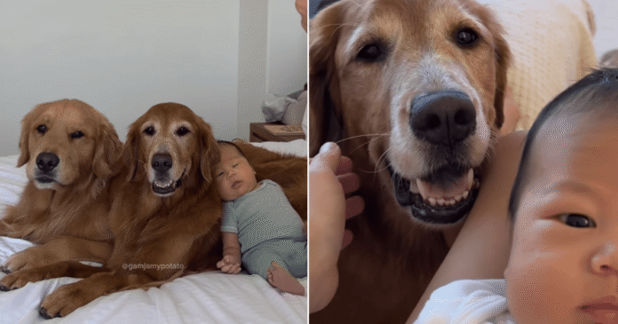 Watching-Golden-Retrievers-Bond-With-Tiny-Baby-Human-Realizes-Something.png Watching Golden Retrievers Bond With Tiny Baby, Human Realizes Something Heartbreaking