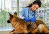 What Is Ketoconazole Used for in Dogs? What Is Ketoconazole Used for in Dogs?
