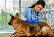 What Is Ketoconazole Used for in Dogs? What Is Ketoconazole Used for in Dogs?