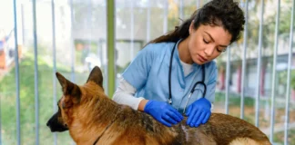 What Is Ketoconazole Used for in Dogs? What Is Ketoconazole Used for in Dogs?