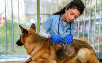 What Is Ketoconazole Used for in Dogs? What Is Ketoconazole Used for in Dogs?