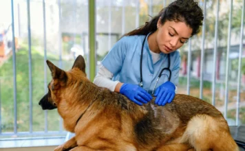 What Is Ketoconazole Used for in Dogs? What Is Ketoconazole Used for in Dogs?