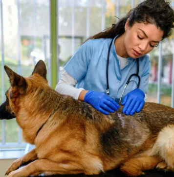 What Is Ketoconazole Used for in Dogs? What Is Ketoconazole Used for in Dogs?