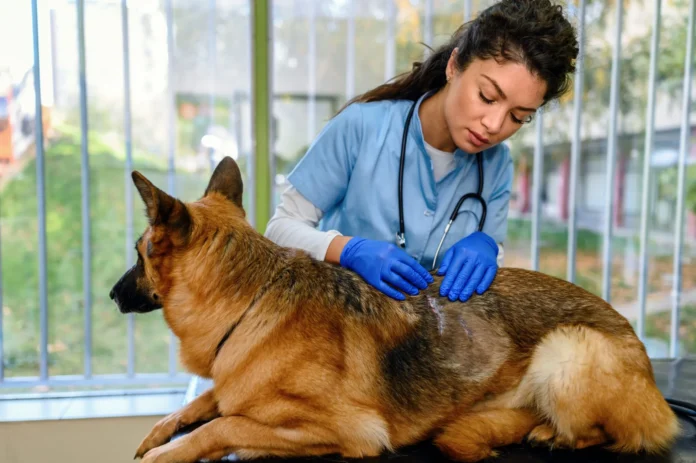 What-Is-Ketoconazole-Used-for-in-Dogs.webp What Is Ketoconazole Used for in Dogs?
