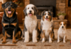 What Size Bully Stick Does My Dog Need? A Complete Sizing Guide What Size Bully Stick Does My Dog Need? A Complete Sizing Guide