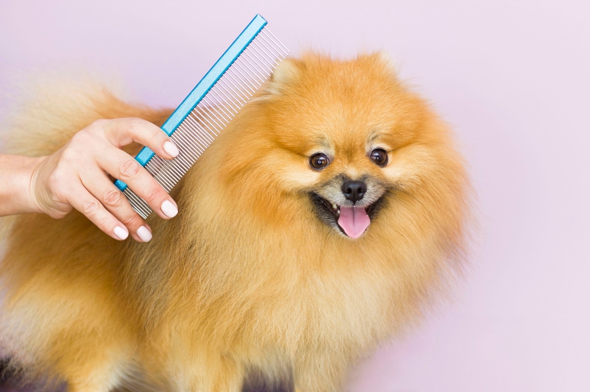 The dog gets a haircut at the pet grooming salon at the spa. Close-up of a dog. the dog has a haircut. comb your hair. pink background. groomer concept.