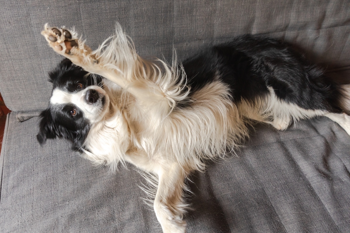 Funny cute puppy dog border collie lying down on couch